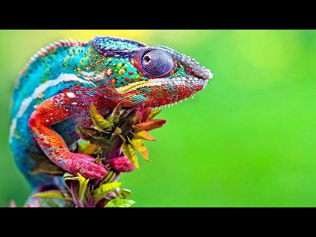 Chameleon Changing Color - Best Of Chameleons Changing Colors Compilation