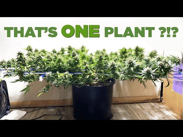 Grow Homies(Growmie) Stories - GIANT scrog, Massive Canopy – Almost a pound from 1 Plant