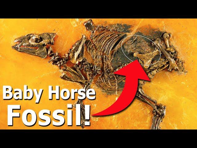 The Tragic Tale of a Pregnant Prehistoric Horse