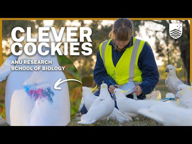 Why these cockatoos have colourful markings