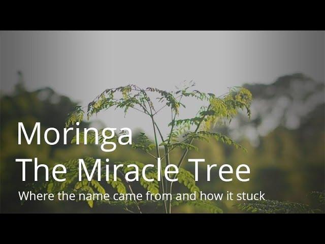 Moringa Benefits Documentary | "The Miracle Tree" | #moringa #moringabenefits