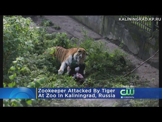 Zookeeper Attacked By Tiger In Russia