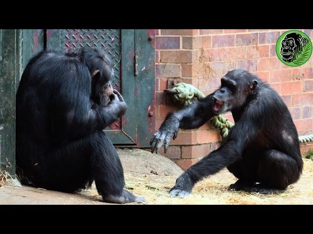 Big Alpha Male Chimp Carlos Rejects Females Hand