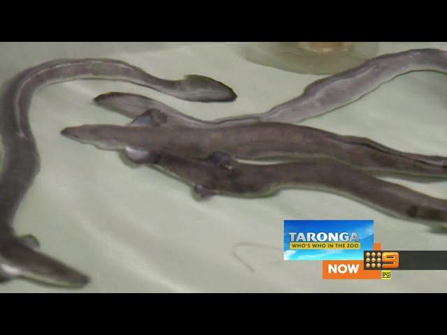 Channel 9 Program Super/PRG: Now Taronga Next Nine News (2022)