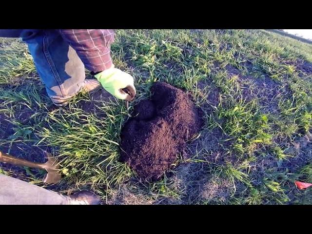 The best way to trap pocket gophers