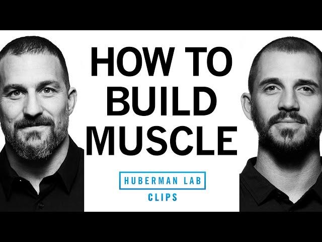 How to Build Muscle | Dr. Andy Galpin & Dr. Andrew Huberman