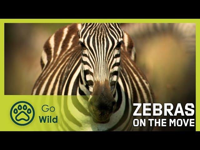 Zebras on the Move | Go wild