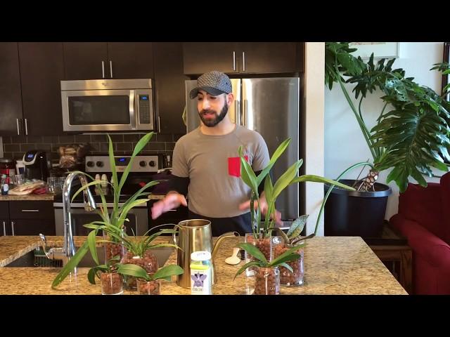 Watering and Fertilizing: Semi-Hydroponics (Part One)