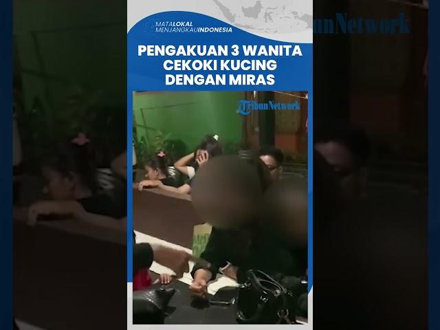 Pengakuan Tiga Wanita yang Cekoki Kucing dengan Miras, Ngaku Hanya Beri Makan Dua Kali Sehari