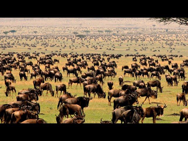 The Great Wildebeest Migration: Lions and Crocs are Waiting | Nat Geo Documentary Full HD 1080p