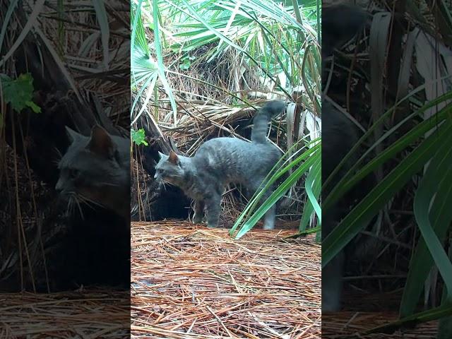 Feral Tomcat Scent Sprays "His" Jungle