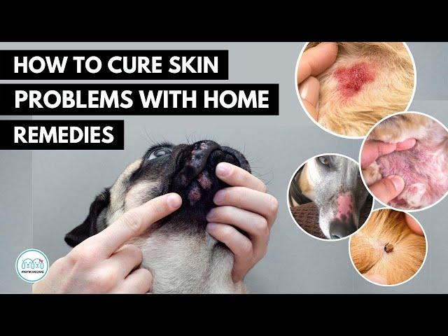 How To treat 5 Skin infection in dogs  with home remedies.