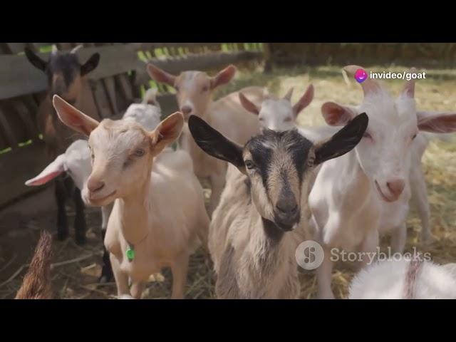 Cattle vs Goat Farming: Which is More Profitable?