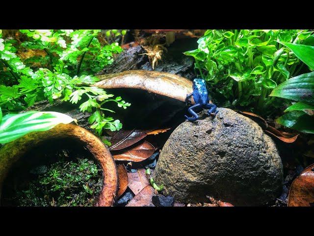 How to Care For Dart Frogs in a Bioactive Vivarium [Tutorial]