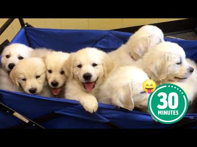 30 Minutes of the World's CUTEST Puppies! 