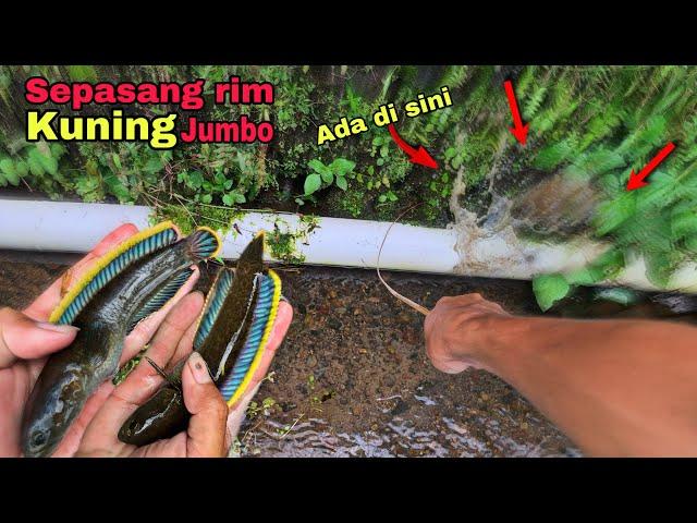 Mancing channa limbata rim kuning dapat sepasang di satu lobang, size jumbo!!!