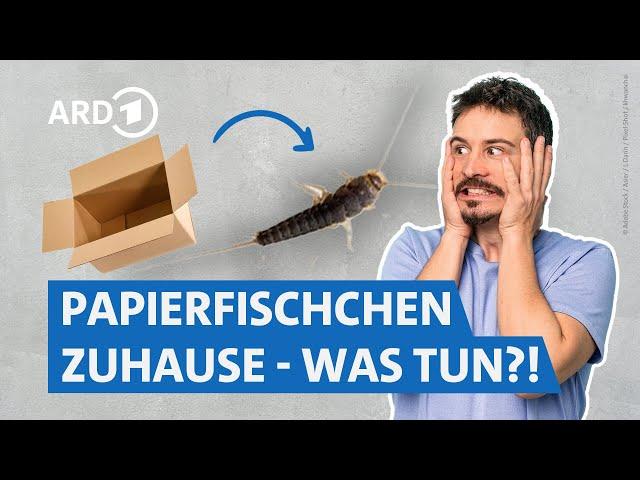 Papierfischchen loswerden: So gelingt die Bekämpfung (mit Expertentipps) | Servicezeit WDR