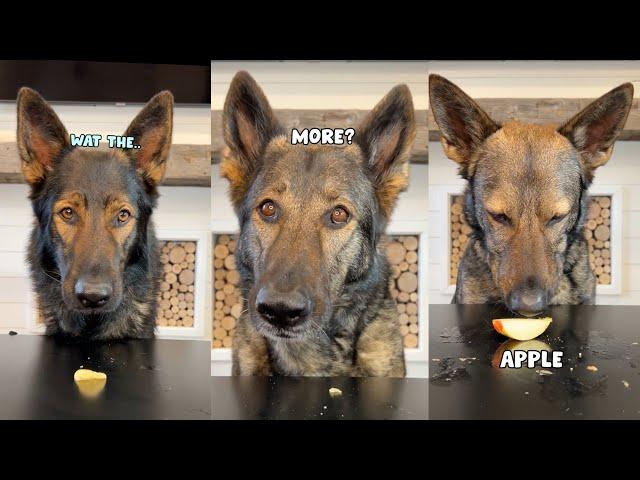 My Funny Dogs Try Different Foods