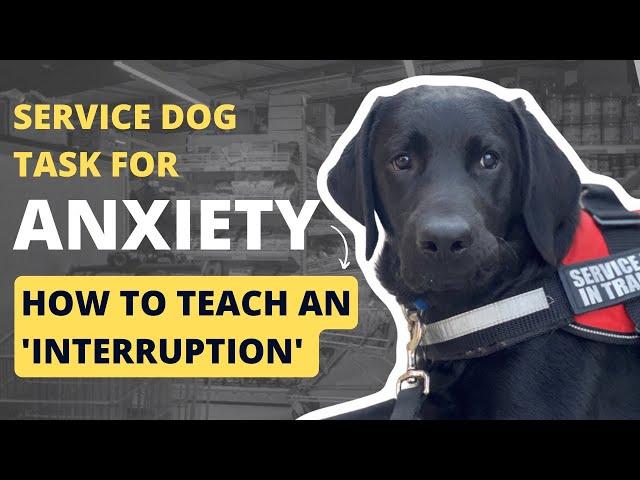 Service Dog Tasks for Anxiety: Teaching an 'Interruption'