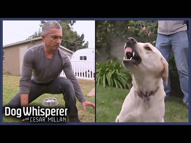 Cesar Millan VS Most Aggressive Dogs! | Dog Whisperer Marathon