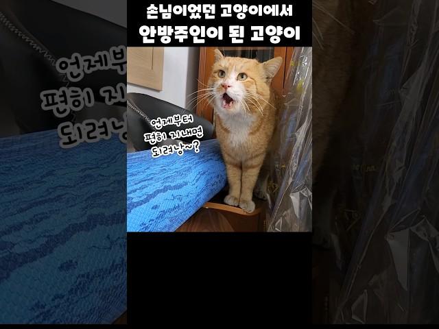 집 주인이 되어버린 고양이님