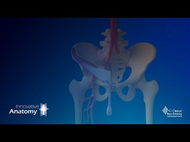 Innovative Anatomy - Inguinal Canal (iClinical®)