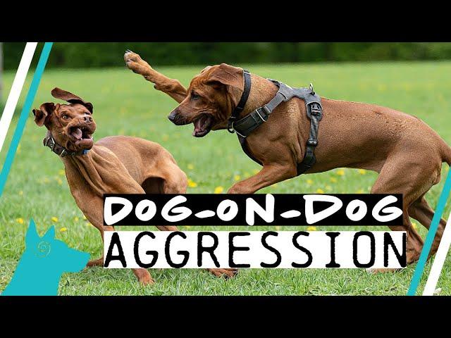 Dog-on-dog aggression! What is it? Why does it happen?