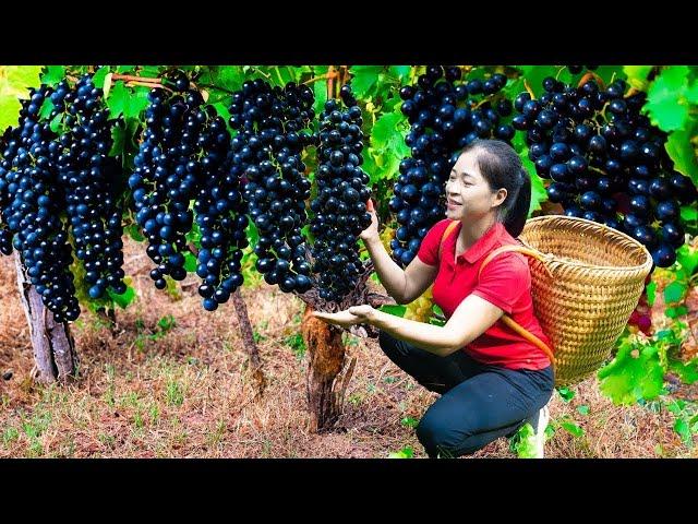 Harvesting Grape & Goes To Market Sell | Gardening And Cooking | Lý Tiểu Vân