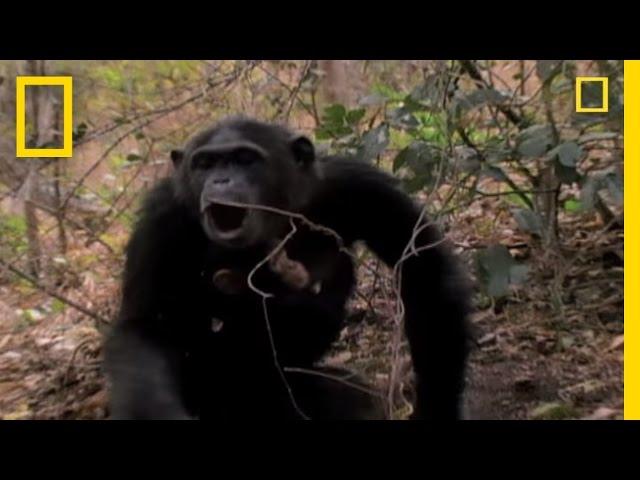 Chimp Showoffs | National Geographic