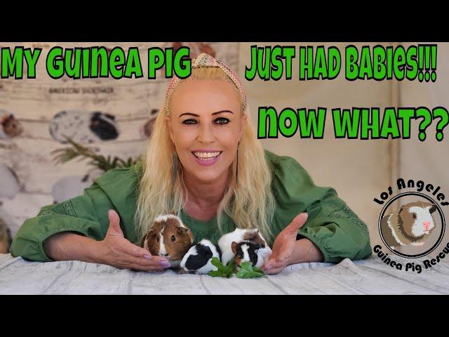 My Guinea Pig Just Had Babies!!  Now What???   EVERYTHING YOU NEED TO KNOW!!!!