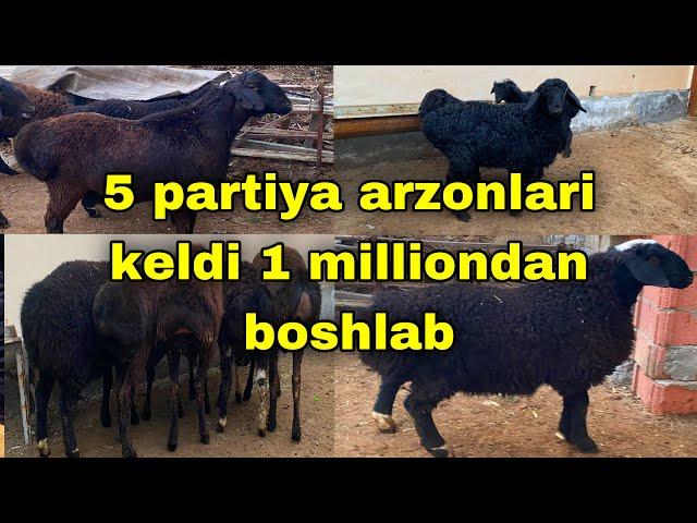 ️ 91 662 45 90 tel tovuqdi puliga qo’ylar keldi    2millionga bo’g’oz qo’y bor puli arzonlari keldi