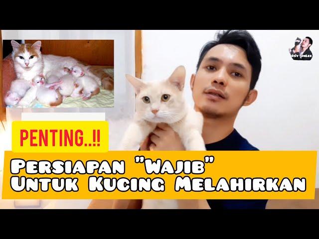 HAL2 PENTING UNTUK KUCING MELAHIRKAN - Persiapan Membantu Kucing Lahiran