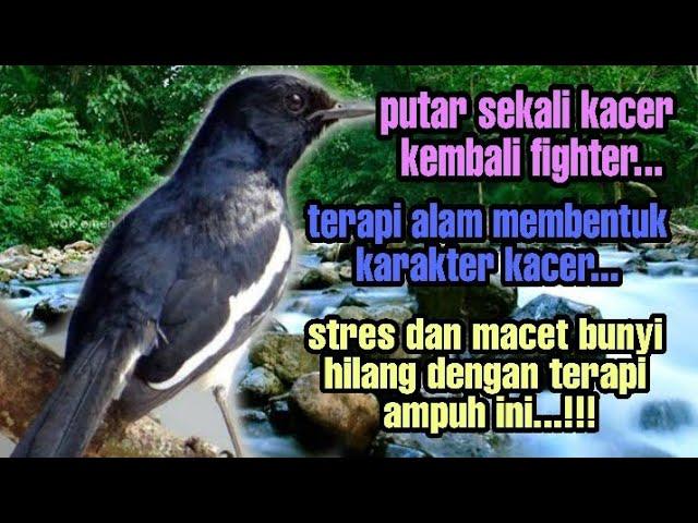 TERAPI ALAM PALING AMPUH HILANGKAN STRES! TERAPI KACER MALAM HARI, TERAPI KACER STRES & MACET BUNYI