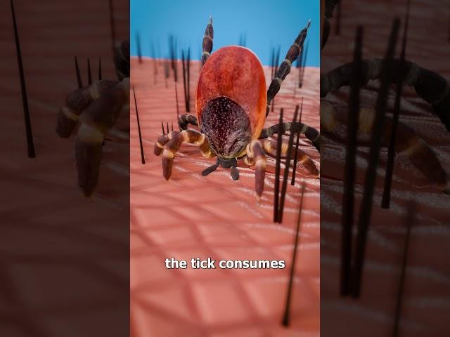 How Ticks Suck Your Blood 