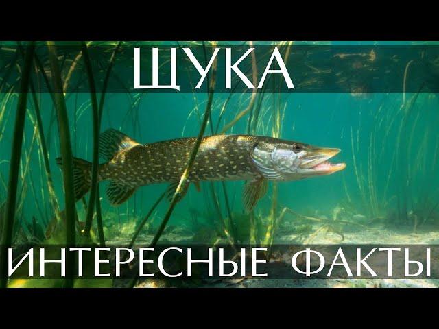 Щука - интересные факты