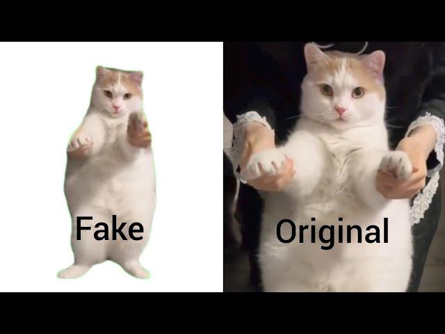 Cat Dancing to EDM Meme (Fake vs Original)