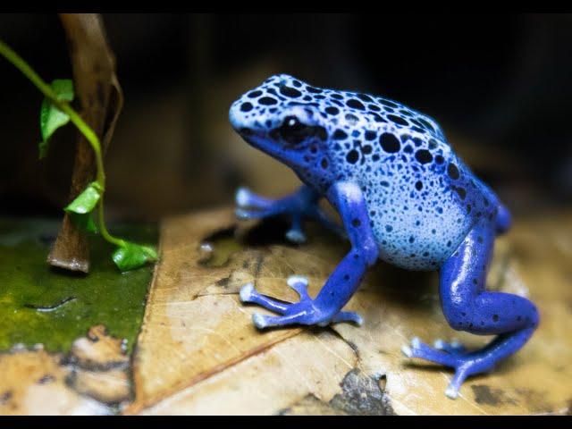 Dendrobates Tinctorius Azureus calling and Courting