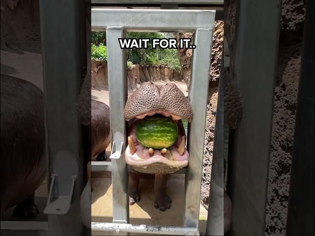 This is how a HIPPO eats WATERMELON 