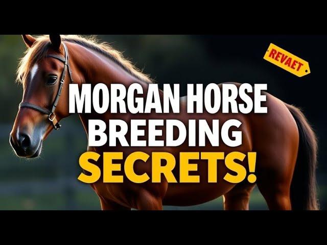 Morgan Horse Breeding Secrets Revealed