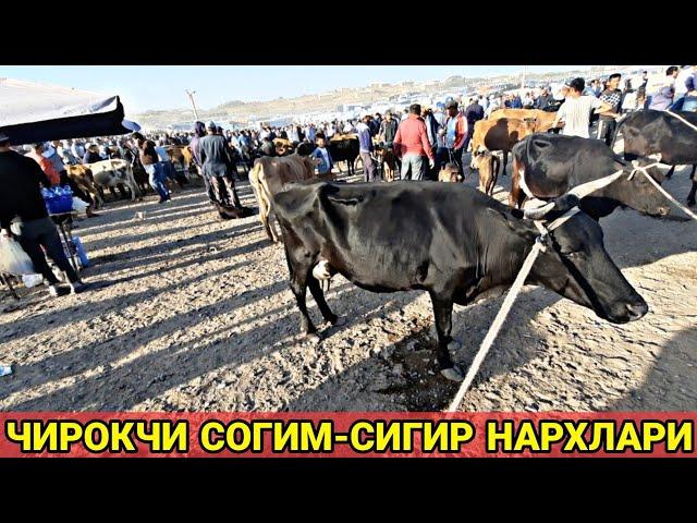 ЧИРОКЧИ МОЛ БОЗОРИ НАРХЛАРИ 2021 CHIROQCHI MOL BOZORI NARXLARI