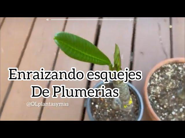 Cómo enraizar la Planta Plumeria (Cacalosuchil)