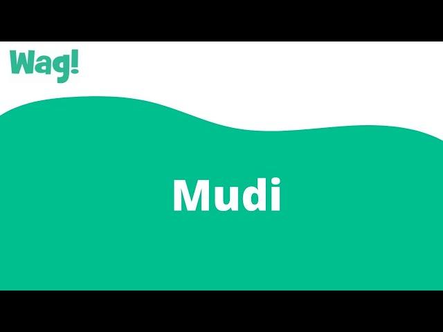 Mudi | Wag!