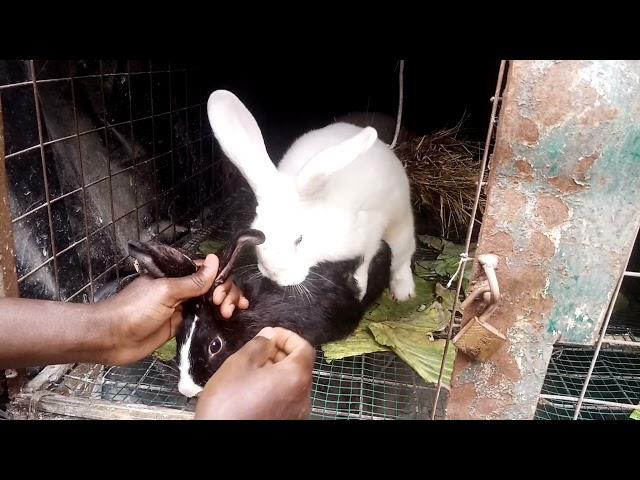 How to successfully assist a rabbit to mate.Assisted mating in rabbits. #rabbitfarming #rabbitmating