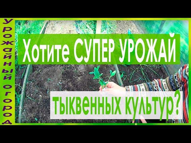 СУПЕР УРОЖАЙНЫЙ СПОСОБ ВЫРАЩИВАНИЯ КАБАЧКОВ,ТЫКВ И ПАТИССОНОВ!!!