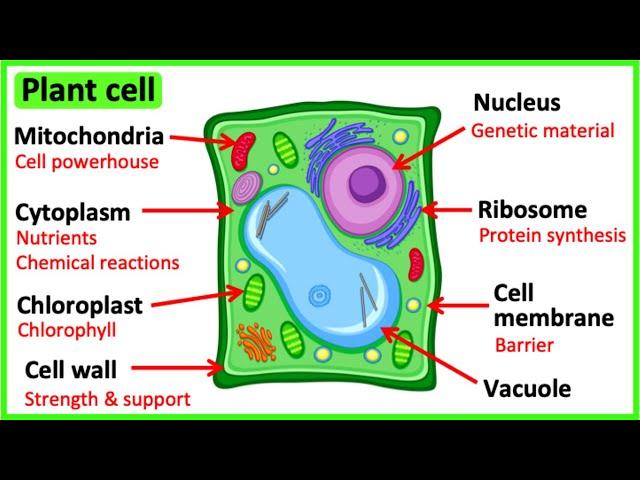 Learn all about plant cells in 2 MINUTES   | Easy science video