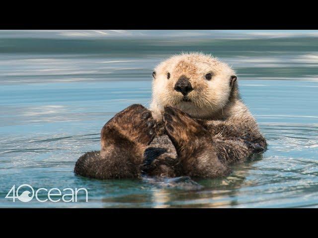 Protecting Sea Otters