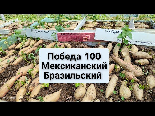 Победа 100, Мексиканский и Бразильский. Такие одинаковые, но такие разные сорта батата.