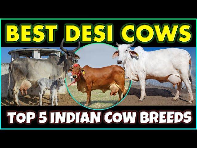 Top 5 Indian Cow Breeds | Best Desi Cow Breeds