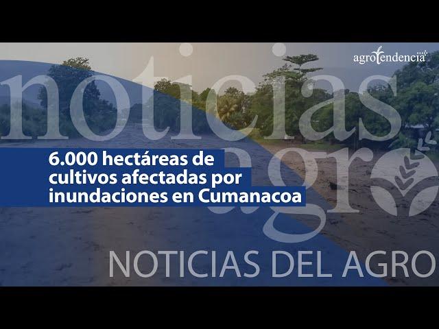  6.000 hectáreas de cultivos resultaron afectadas por inundaciones en Cumanacoa - NDA