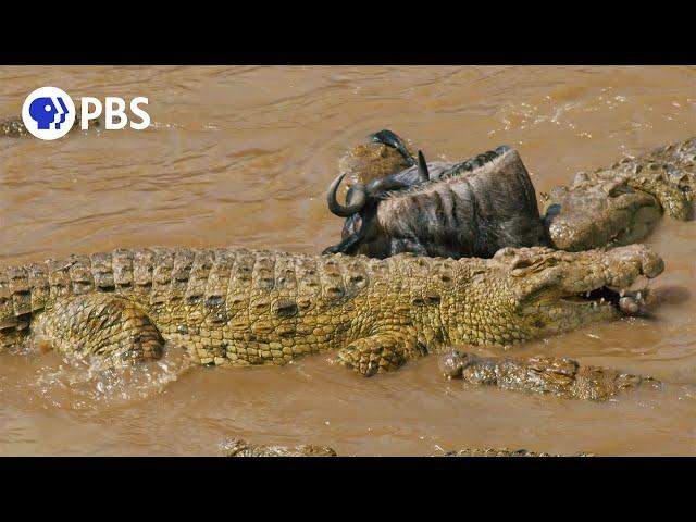 Wildebeest Cross Crocodile-Infested Water